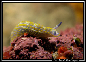 A very small one, but so nice ... 1,5 cm (0,6 inches) by Raoul Caprez 